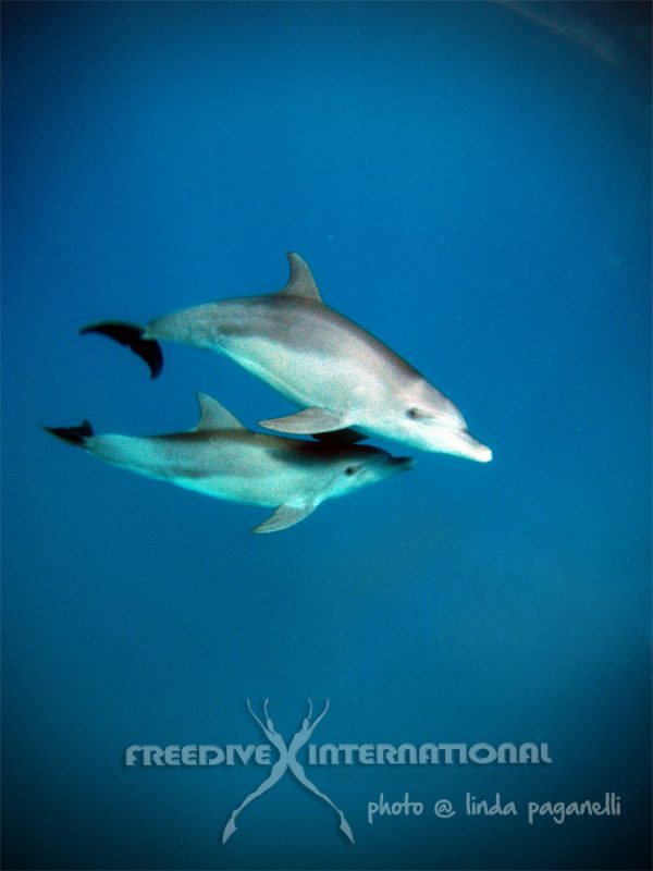 freediving-with-dolphins