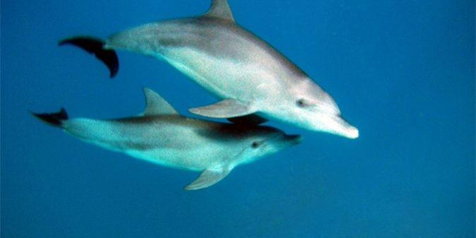 freediving-with-dolphins