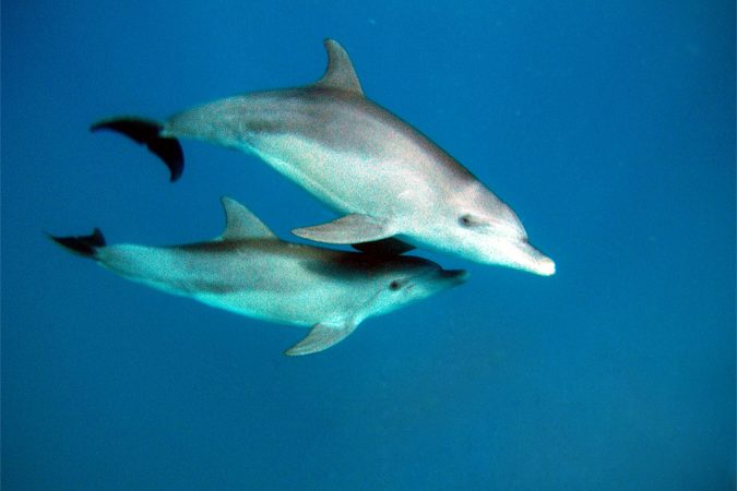 freediving-with-dolphins